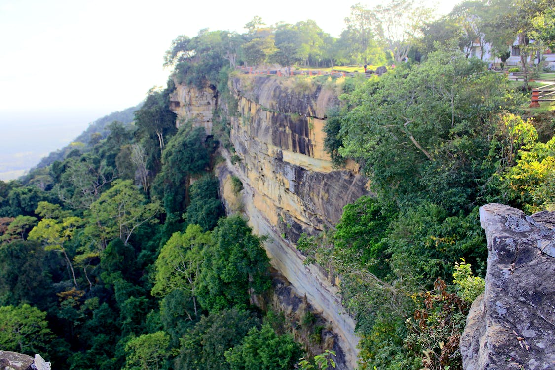 Cliff forest