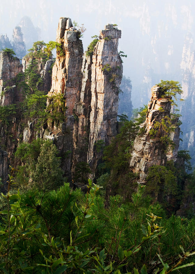 Cliff forest